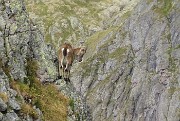 56 Stambecchi a picco sulle rocce 